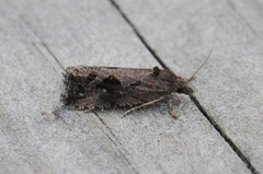 Endothenia nubilana