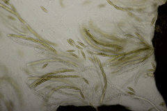 Leptosphaeria acuta