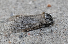 Prionoxystus macmurtrei