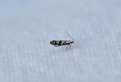 Argyresthia austerella