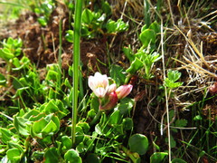 Nothoscordum andicola