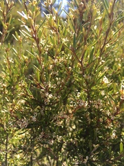 Grevillea australis