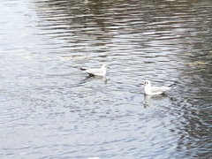 Chroicocephalus ridibundus