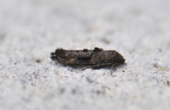 Epermenia albapunctella