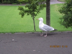 Larus argentatus