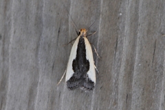 Dichomeris inserrata