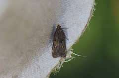 Dichomeris setosella