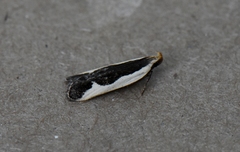 Dichomeris flavocostella