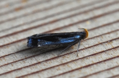 Dichomeris ochripalpella
