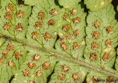 Dryopteris oligodonta