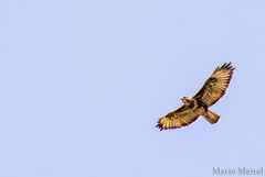Buteo buteo insularum