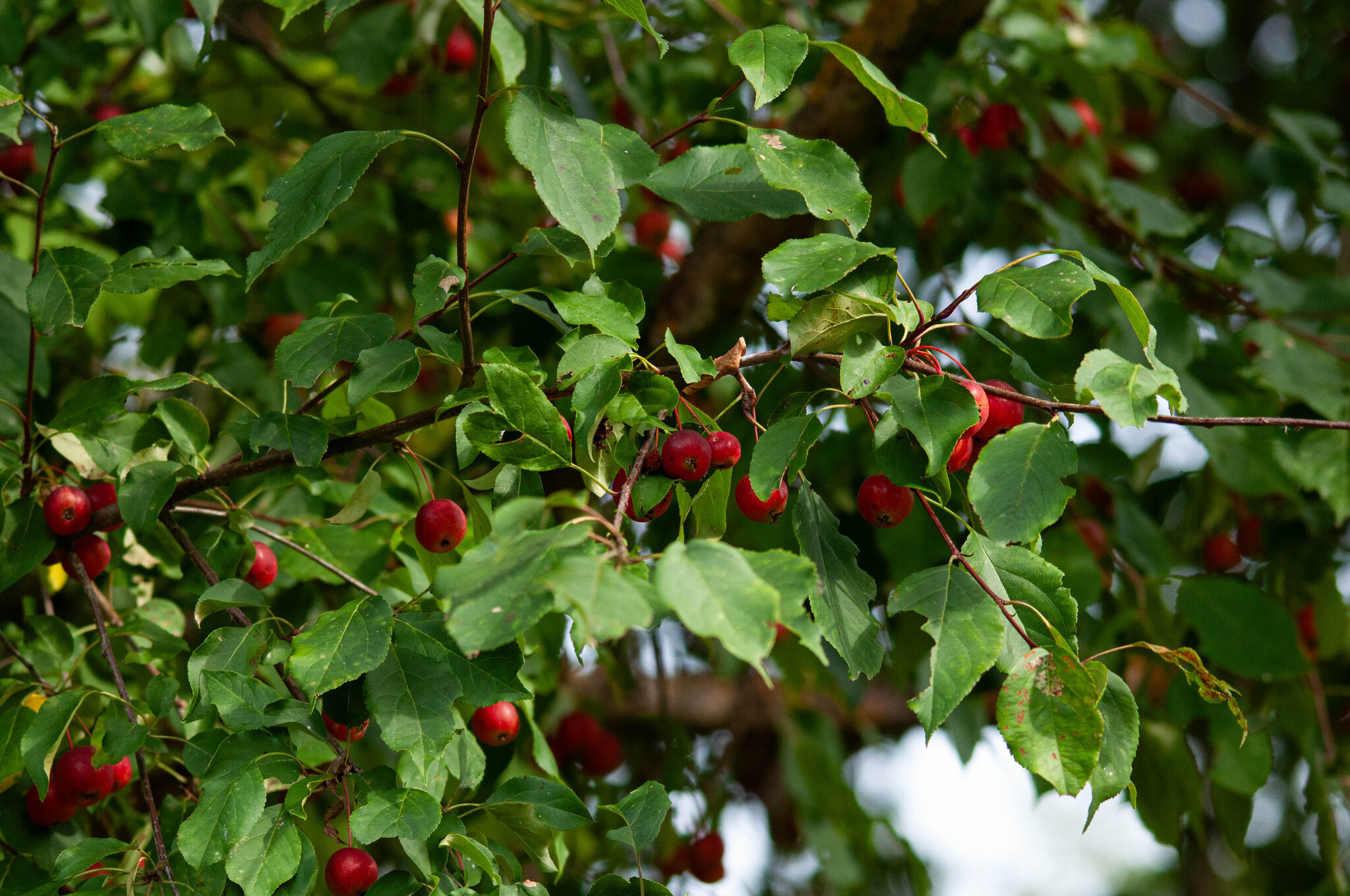 Siberian crabapple