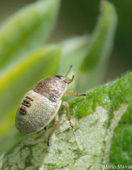 Piezodorus punctipes