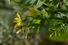 Hypericum perfoliatum