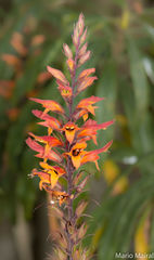 Digitalis chalcantha