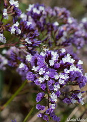 Limonium sventenii
