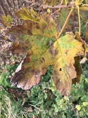 Acer pseudoplatanus