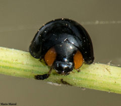 Exochomus nigripennis