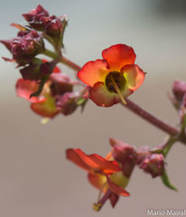 Scrophularia calliantha