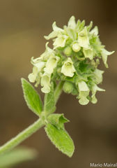 Sideritis discolor