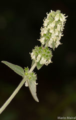 Sideritis discolor