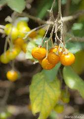 Solanum vespertilio