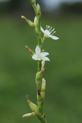 Oxygonum dregeanum