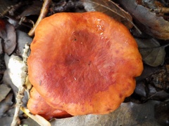 Lactarius atlanticus