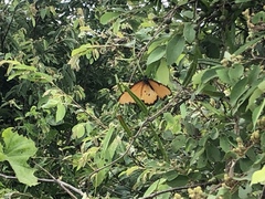 Danaus chrysippus dorippus