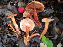 Lactarius atlanticus