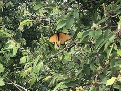 Danaus chrysippus dorippus