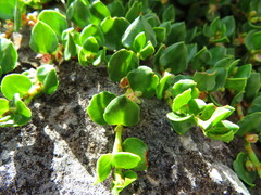 Muehlenbeckia volcanica