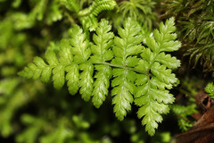 Dryopteris azorica