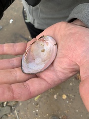 Atlanticoncha ochracea