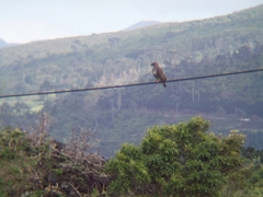 Buteo buteo rothschildi