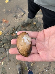 Atlanticoncha ochracea