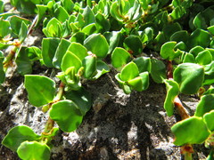 Muehlenbeckia volcanica