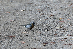 Fringilla coelebs moreletti