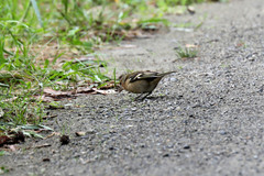 Fringilla coelebs moreletti