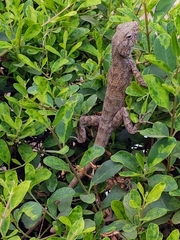 Calotes versicolor