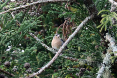 Fringilla coelebs moreletti