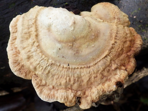 Truncospora atlantica