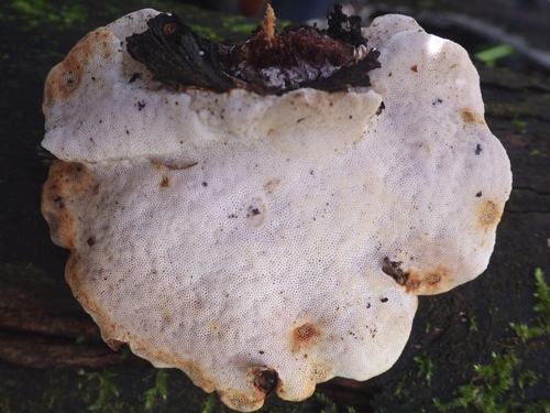Truncospora atlantica