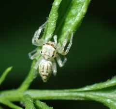 Phintelloides versicolor
