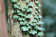 Hedera azorica