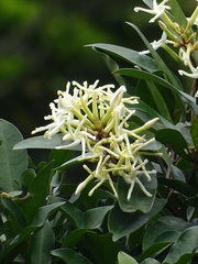 Anodendron benthamianum