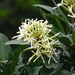 Anodendron benthamianum - Photo Δεν διατηρούνται δικαιώματα, uploaded by 葉子
