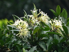 Anodendron benthamianum