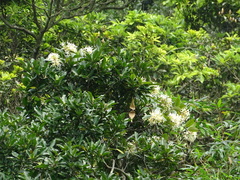 Anodendron benthamianum