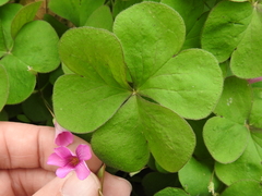 Oxalis articulata rubra